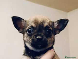 Chihuahua perros en Jaén - Anuncio 41