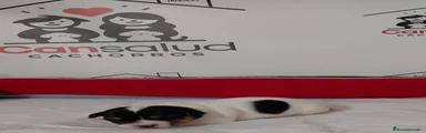 Jack Russell Terrier Cachorro 5