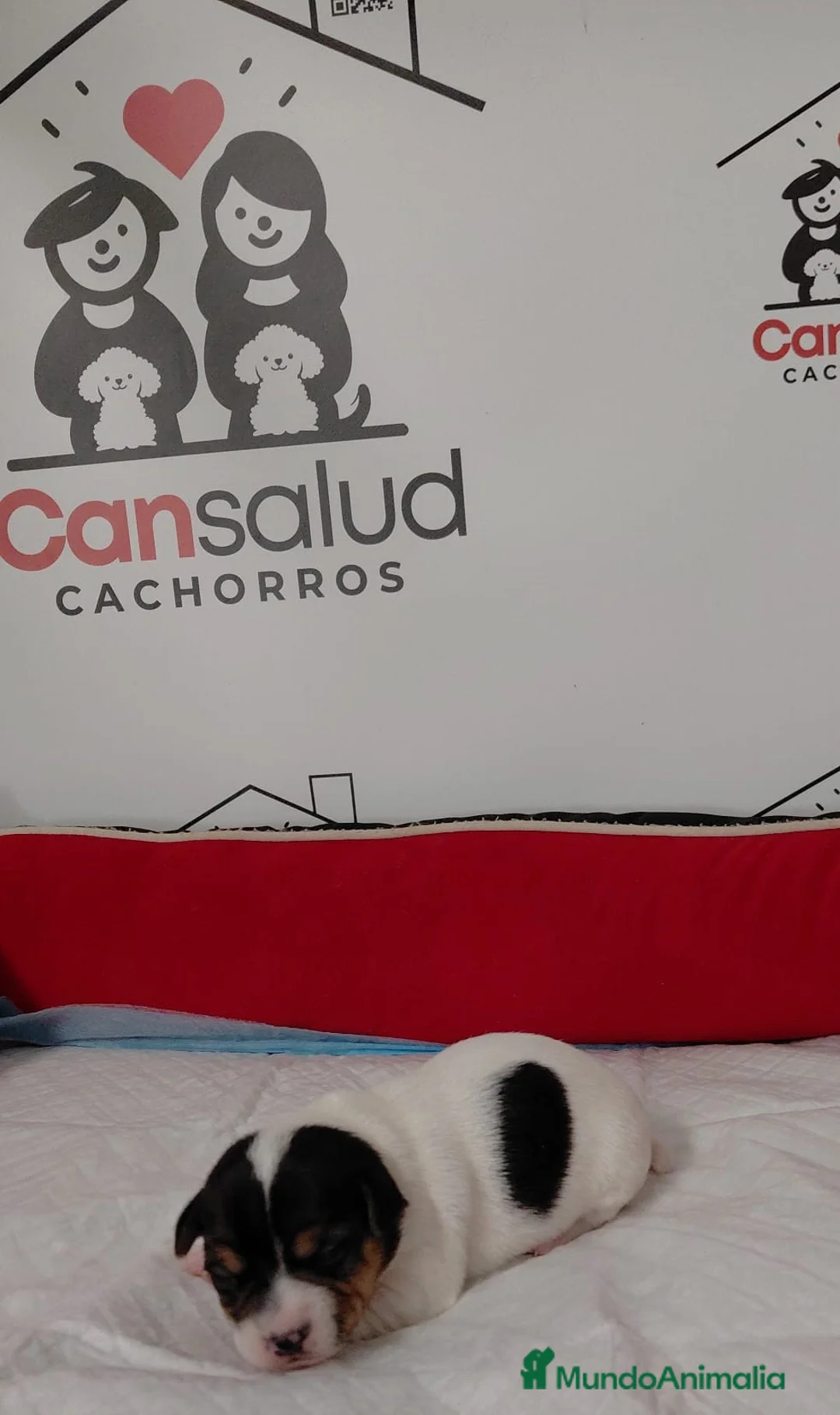 Jack Russell Terrier perros en venta: jack russell - Anuncio 6