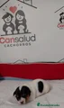 Jack Russell Terrier Cachorro 5