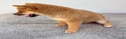 Shiba Inu perros en venta: Shiba Inu - Anuncio 18