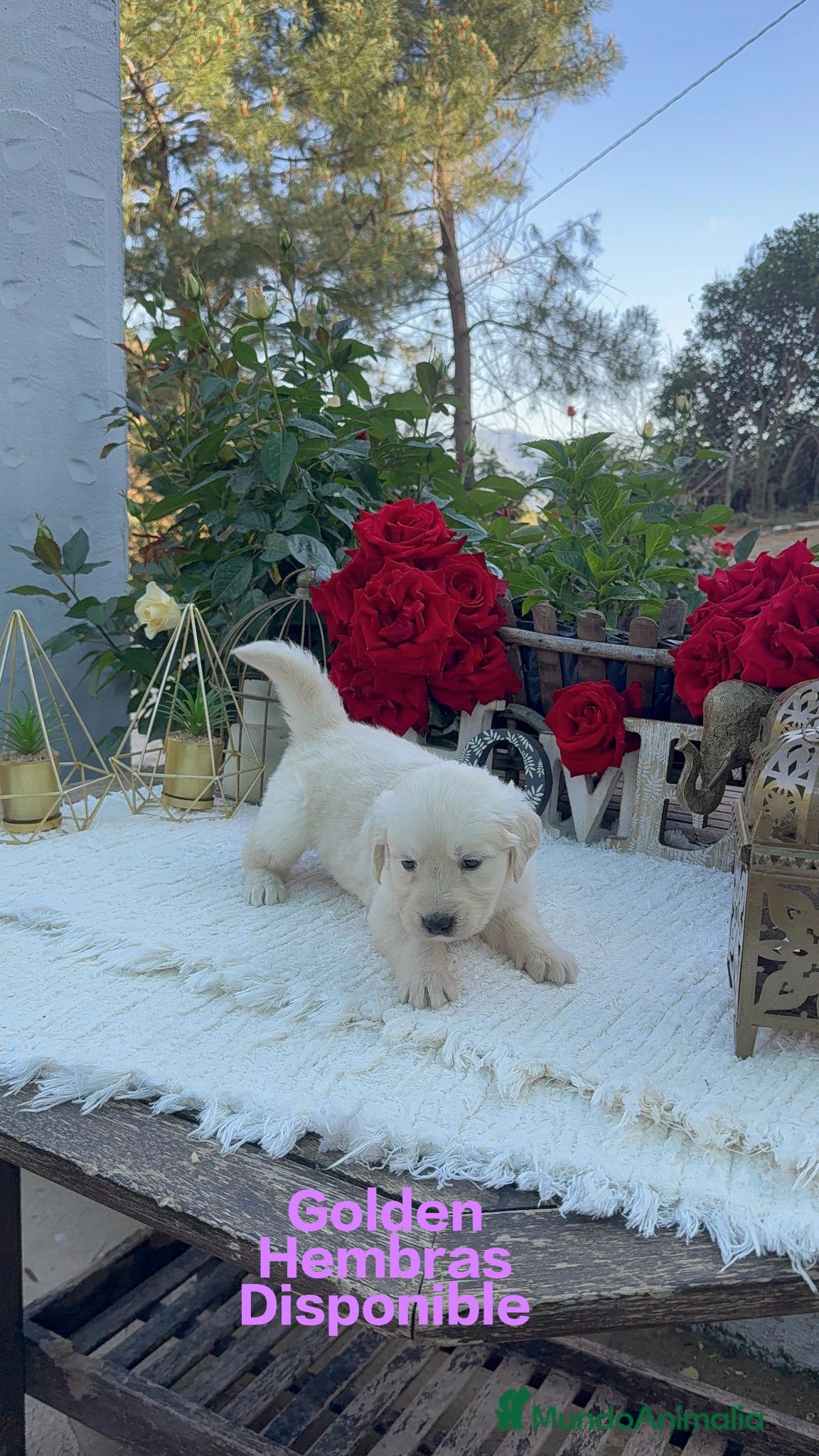 Golden Retriever perros Golden retriever hembras disponibles preciosas  - Anuncio 3