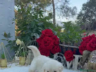 Golden Retriever perros Golden retriever hembras disponibles preciosas - Anuncio 3