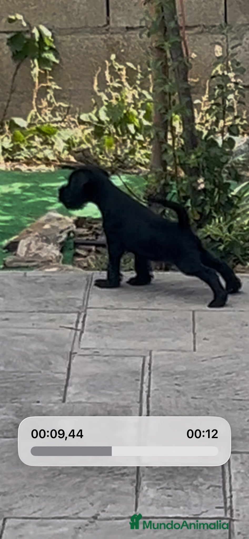 Schnauzer Miniatura perros Schnauzer miniatura negro  - Anuncio 1