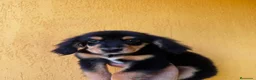 Cocker Spaniel Americano perros en venta: Cachorros cocker - Anuncio 10