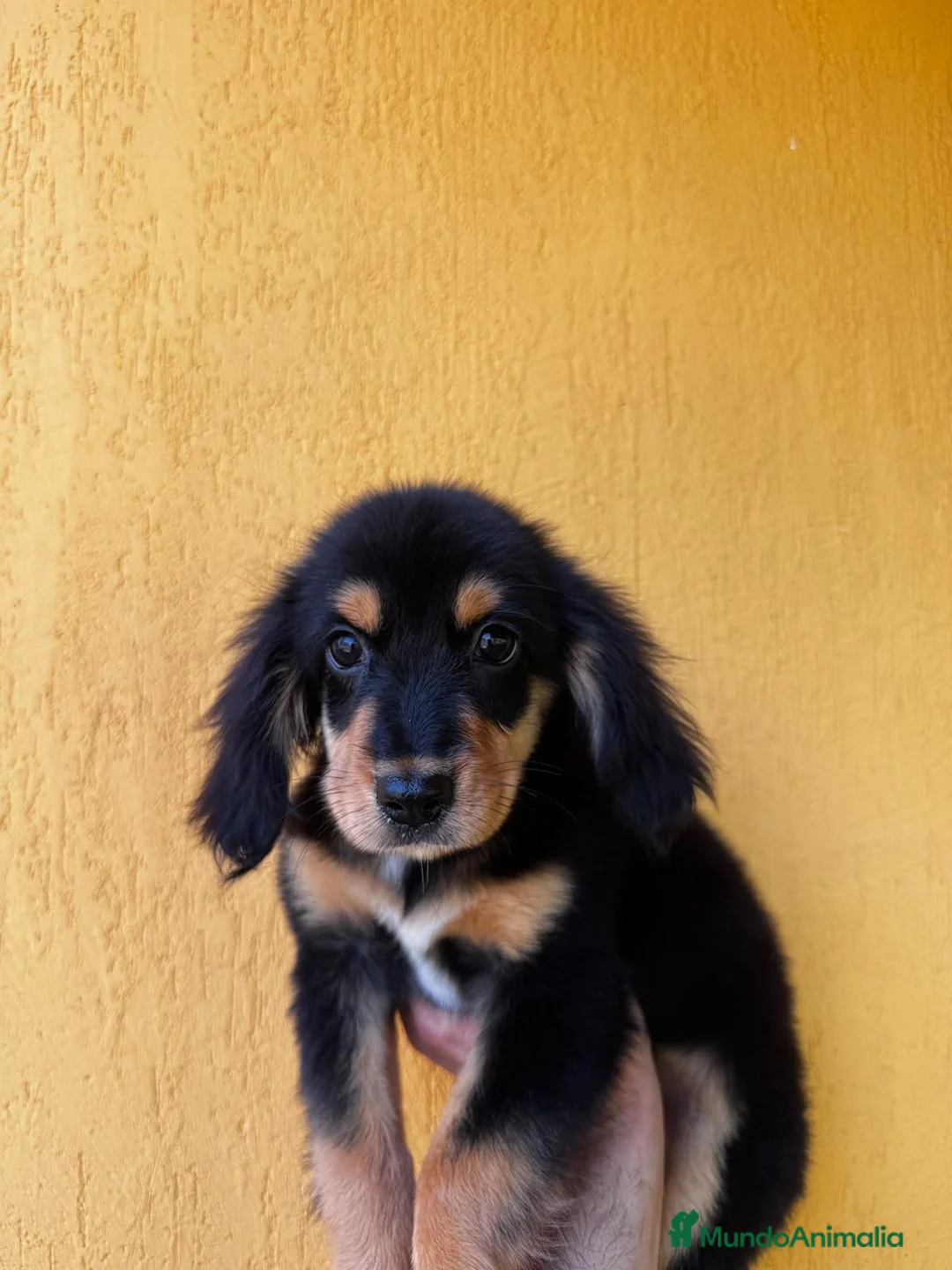 Cocker Spaniel Americano perros en venta: Cachorros cocker - Anuncio 10