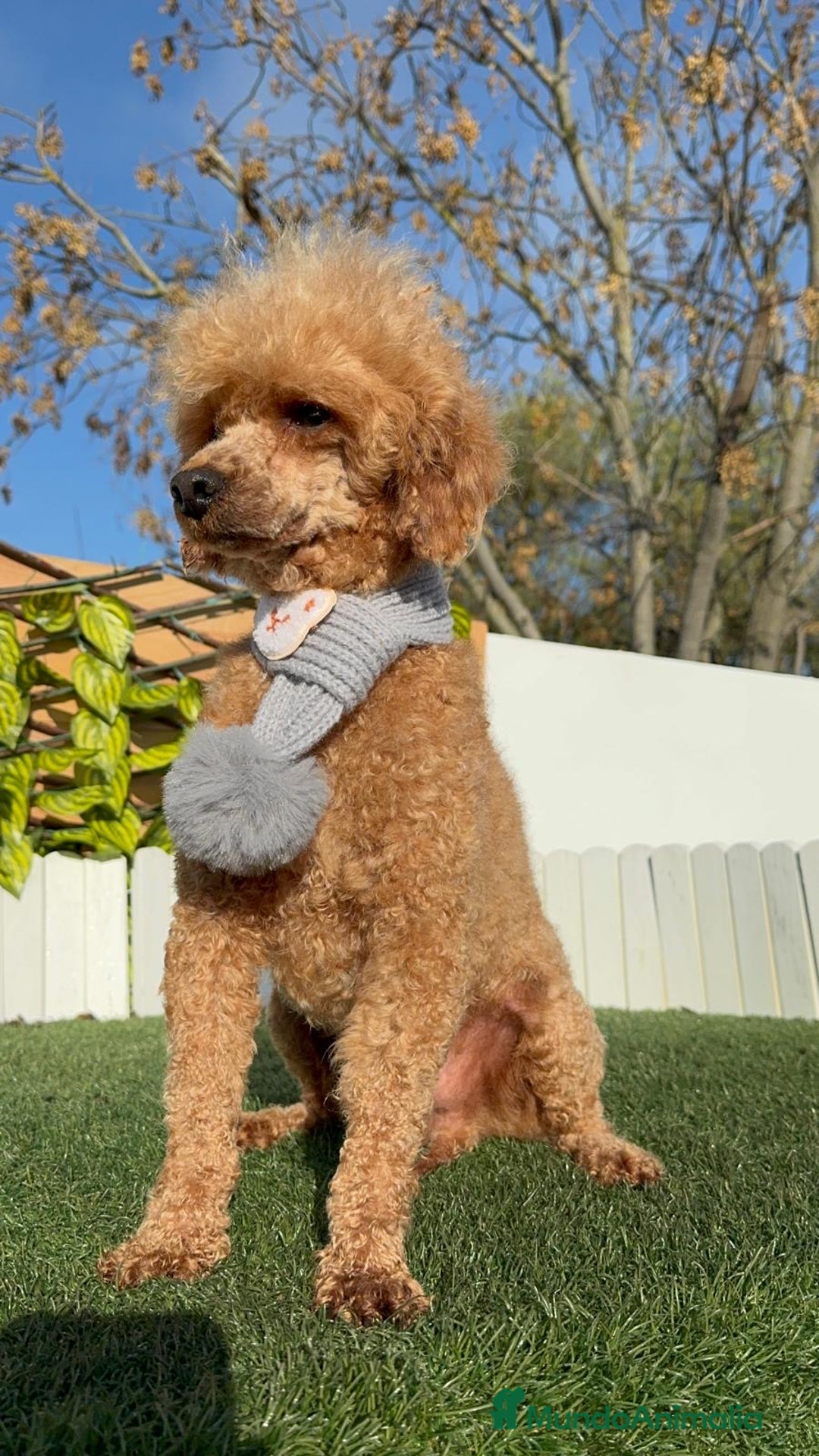 Caniche Enano perros en venta: CANICHE - Anuncio 9