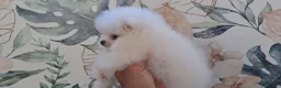 Pomerania perros en venta: Cachorrita Lulu de Pomerania Mini  - Anuncio 1