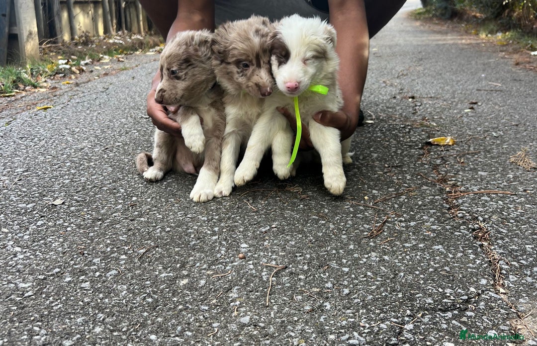 Border Collie perros en venta: Border collie  en La Rioja - Anuncio 10