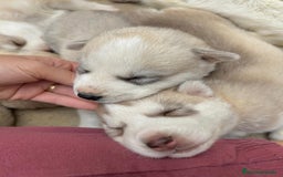 Husky Siberiano perros en venta: HUSKY - Imagen 8