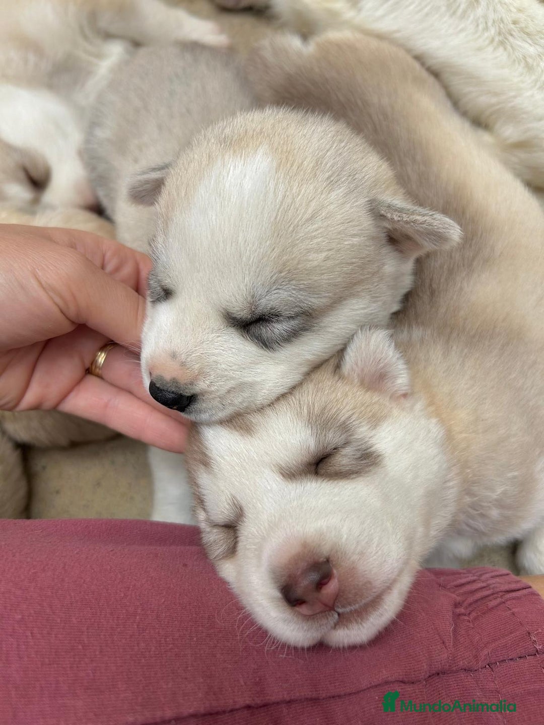 Husky Siberiano perros en venta: HUSKY - Imagen 8