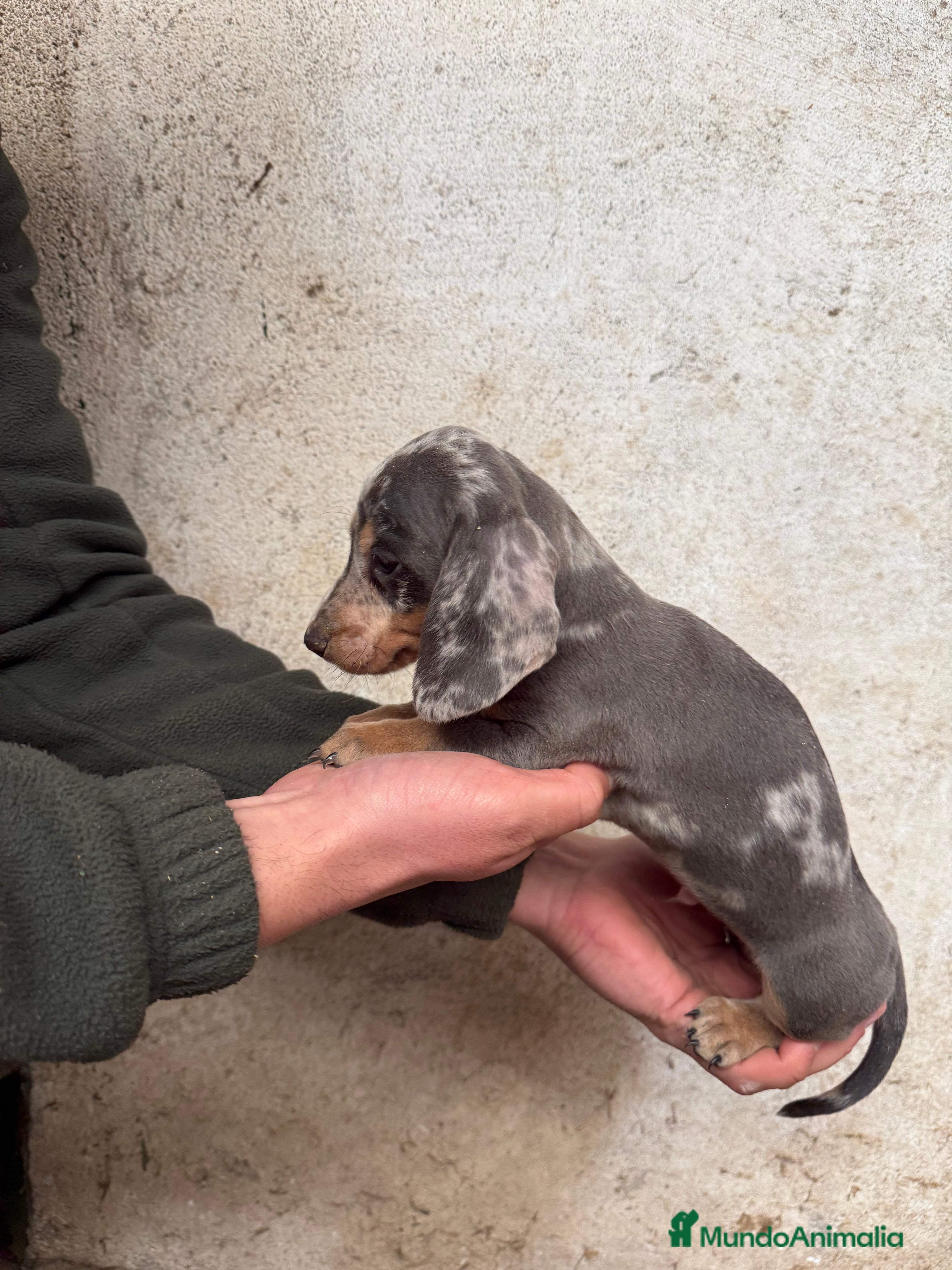 Teckel Miniatura perros TECKELS MINIATURA  en Salamanca - Anuncio 2