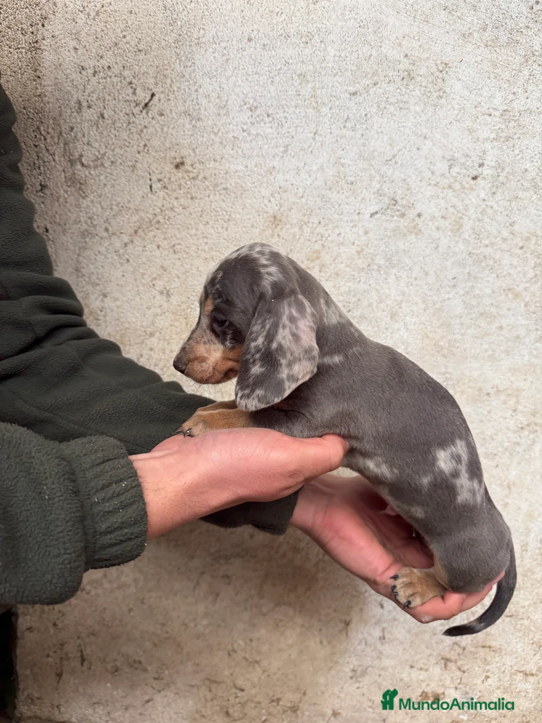 Teckel Miniatura perros en venta: TECKELS MINIATURA  en Salamanca - Anuncio 1