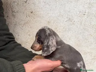 Teckel Miniatura perros TECKELS MINIATURA en Salamanca - Anuncio 2