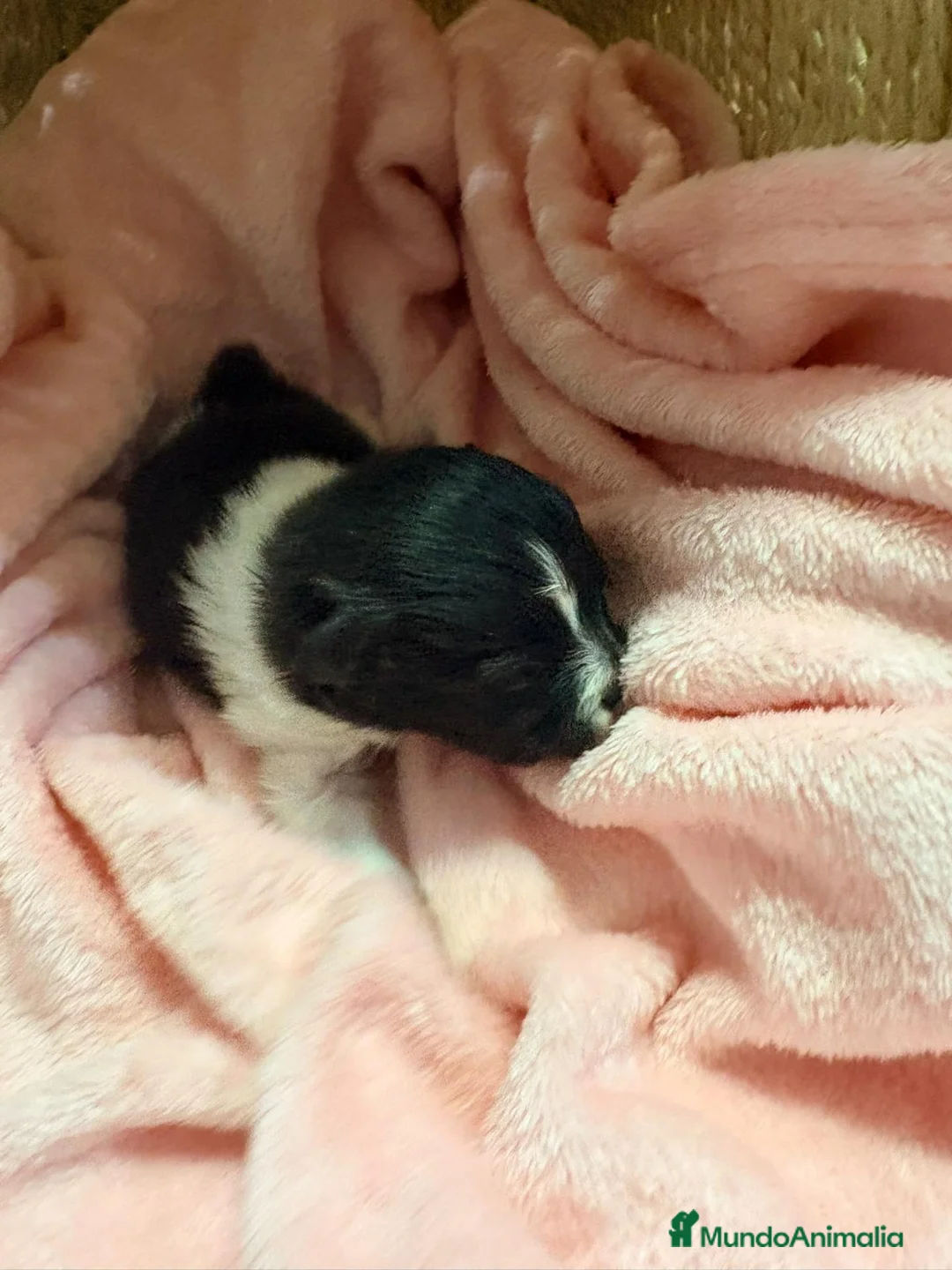 Pomerania perros en venta: Pomerania - Anuncio 1