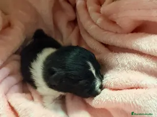 Pomerania perros Pomerania - Anuncio 2