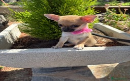 Chihuahua perros en venta: Chihuahua Hembra disponible!!!!! - Imagen 1