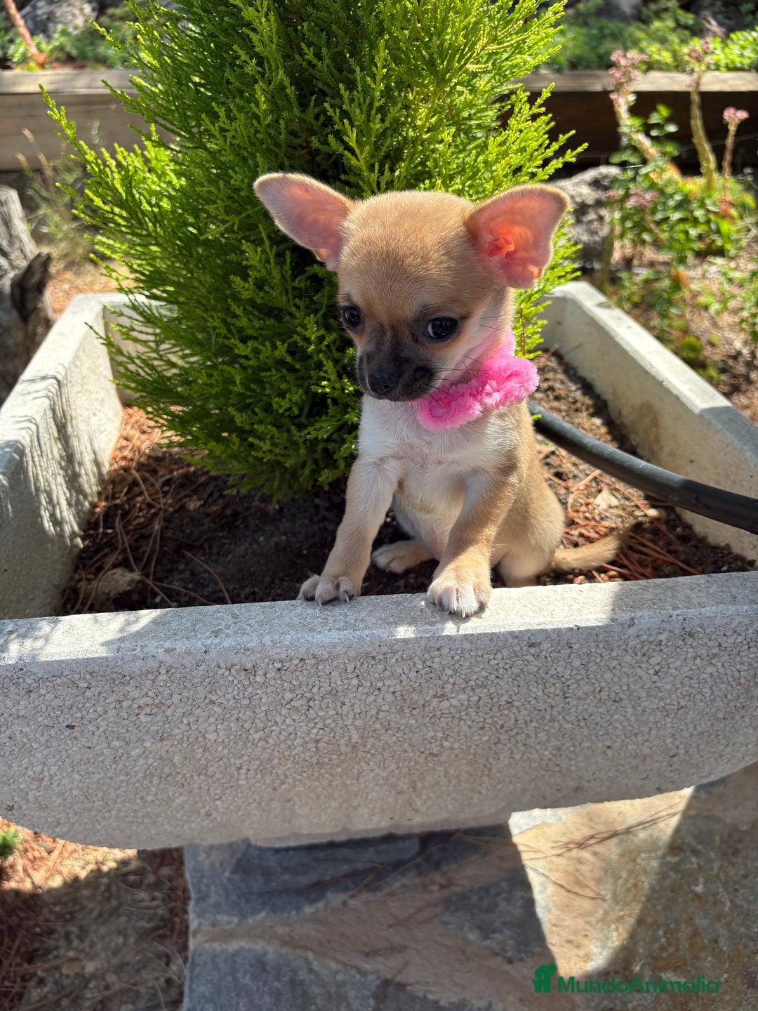 Chihuahua perros en venta: Chihuahua Hembra disponible!!!!! - Imagen 1