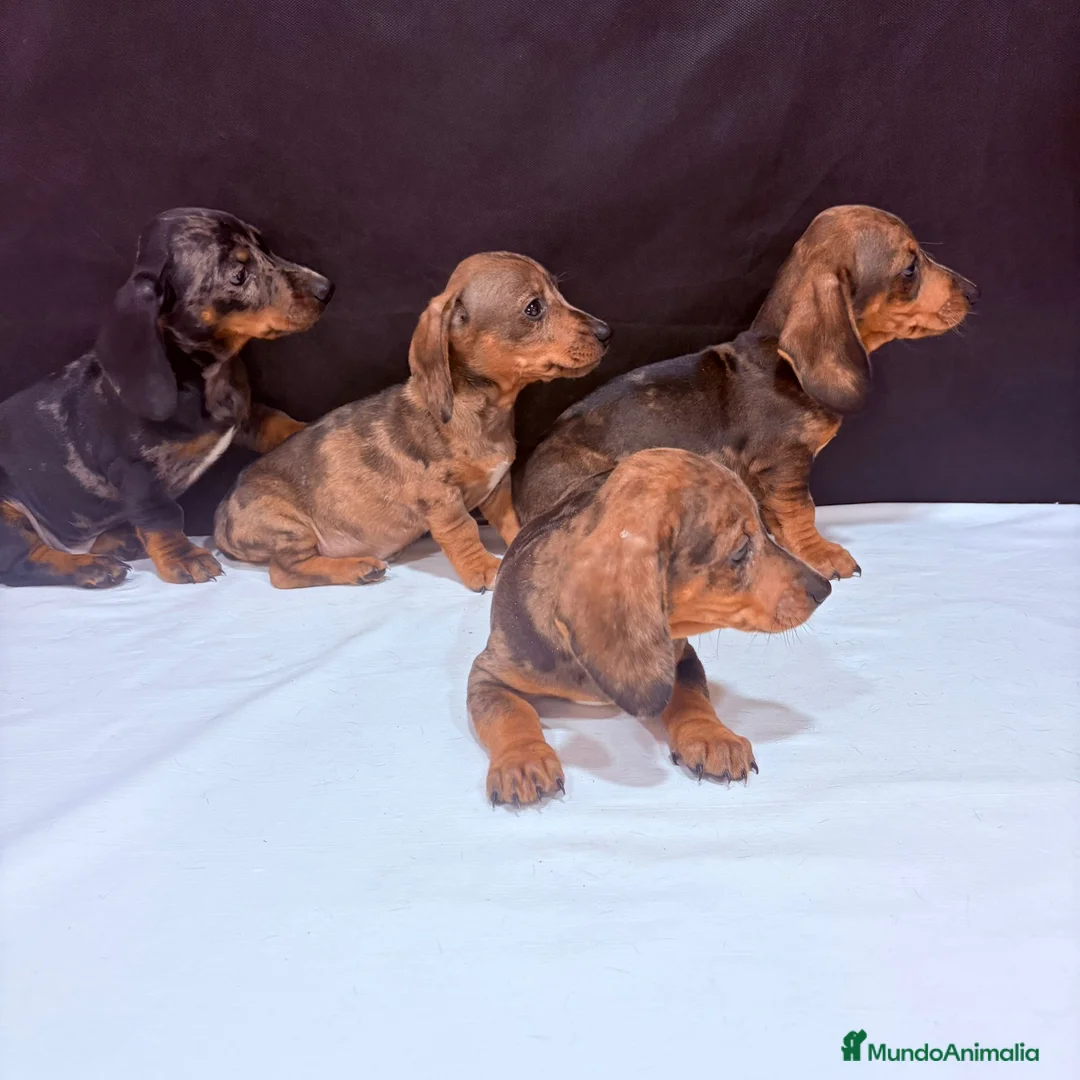 Teckel Miniatura perros en venta: Teckel Miniatura  - Anuncio 3