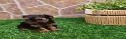 Yorkshire Terrier perros en venta: Yorkshire terrier - Anuncio 25