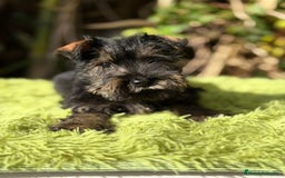 Schnauzer Miniatura perros en venta: Schnauzer miniatura sal y pimienta  - Anuncio 4