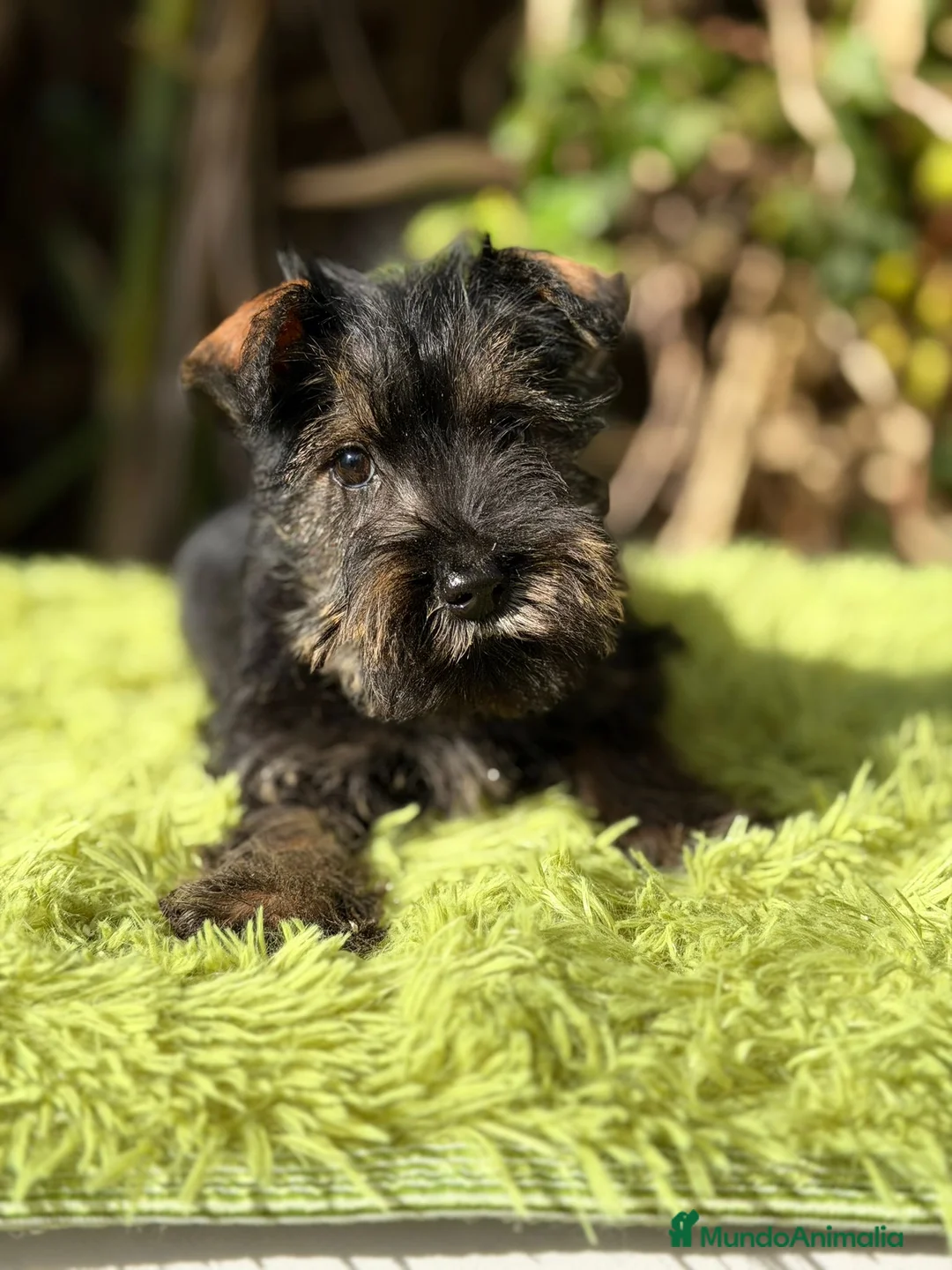 Schnauzer Miniatura perros en venta: Schnauzer miniatura sal y pimienta  - Anuncio 4