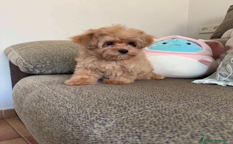 Maltipoo perros - Anuncio 1