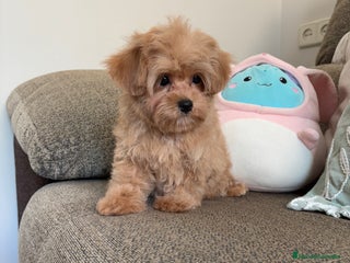 Maltipoo perros - Anuncio 32