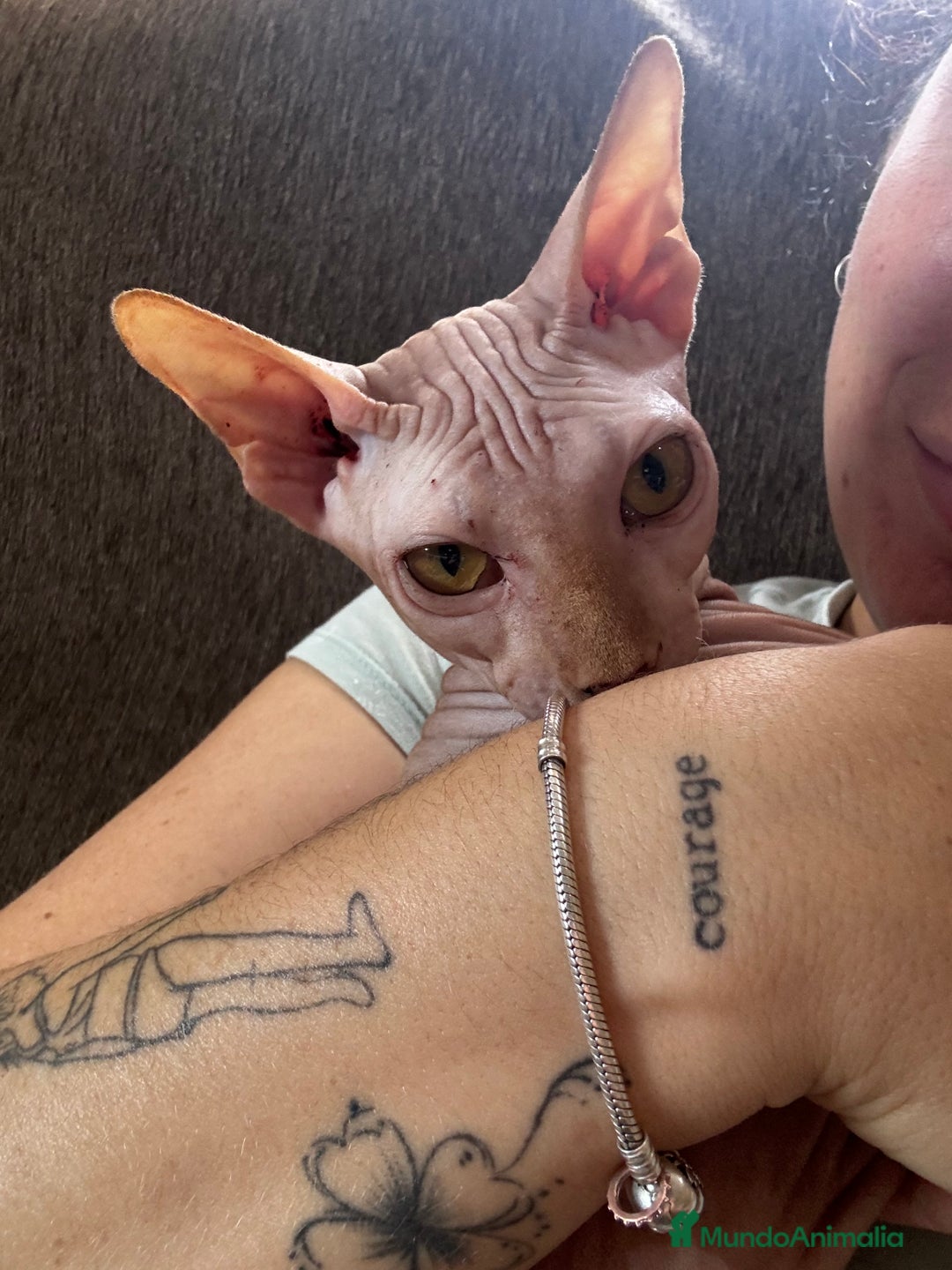 Sphynx gatos en venta: Cariñoso gato sphyn - Imagen 3