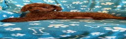 Caniche Toy perros en venta: Caniche Toy  - Anuncio 6