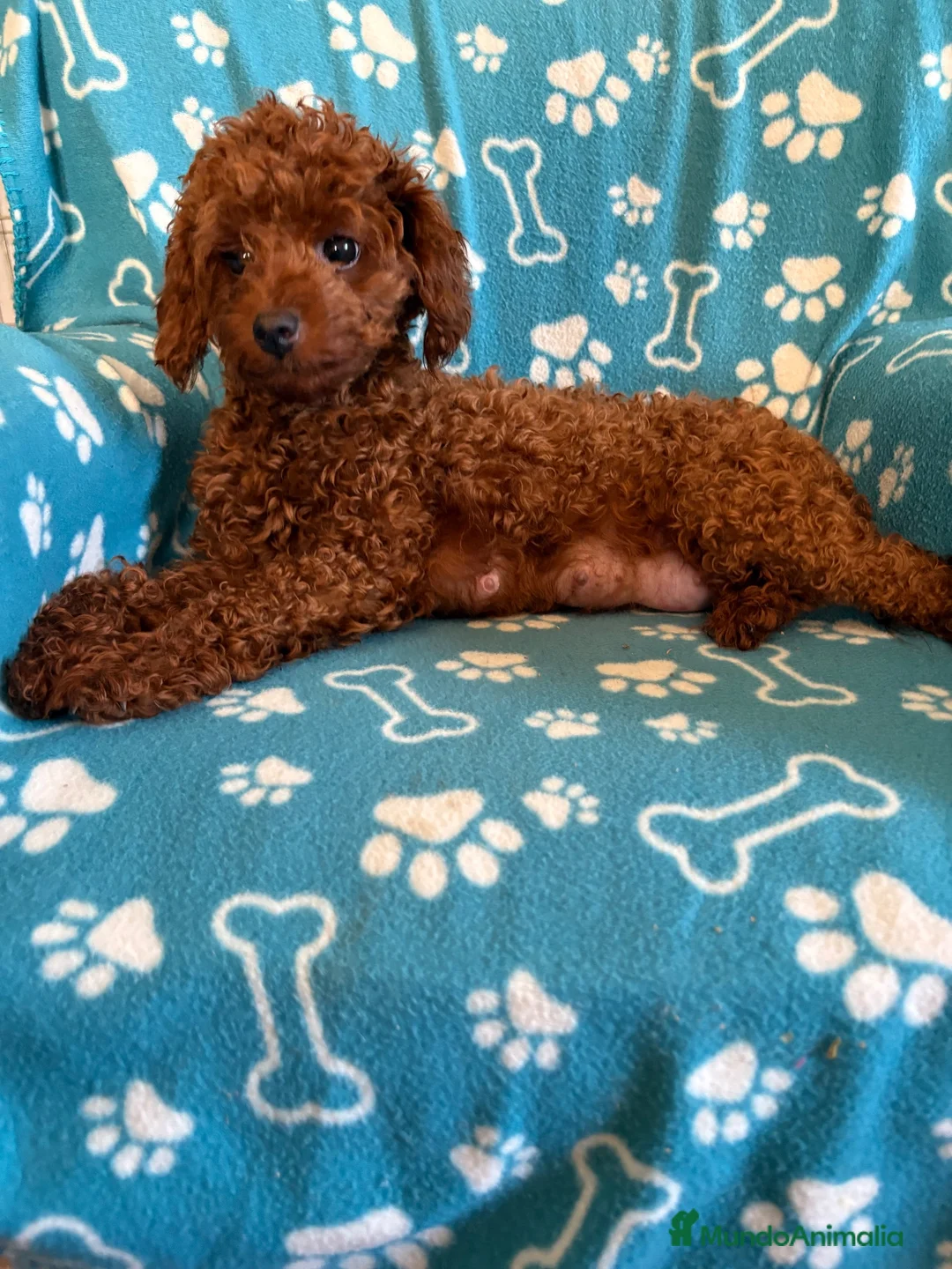 Caniche Toy perros en venta: Caniche Toy  - Anuncio 6