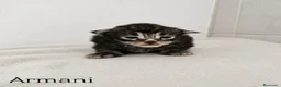 Maine Coon gatos en venta: Gatitos Maine Coon - Anuncio 3
