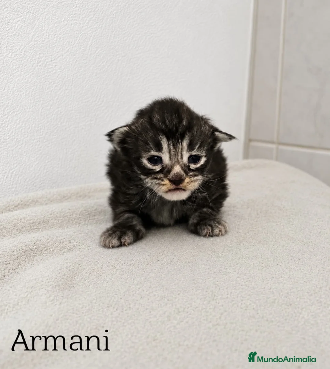 Maine Coon gatos en venta: Gatitos Maine Coon - Anuncio 3