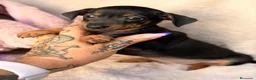 Pinscher Miniatura perros en venta: Hembra mini pinscher🐾🩷 - Anuncio 3