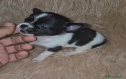 Chihuahua perros en venta: Chihuahua mini-toy ruso - Imagen 24