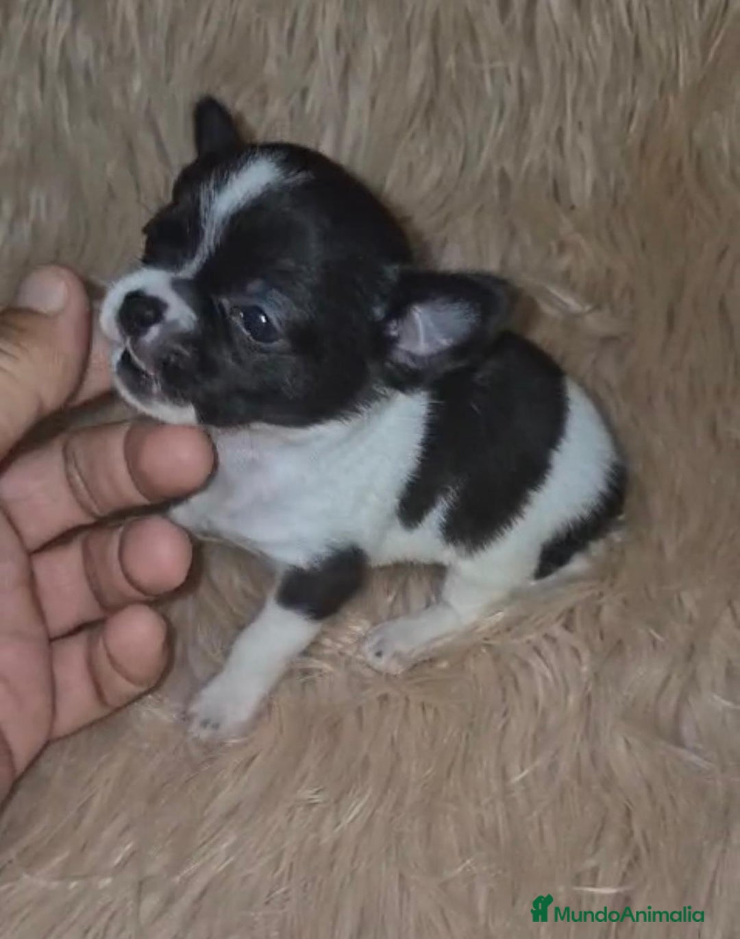 Chihuahua perros en venta: Chihuahua mini-toy ruso - Imagen 24