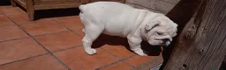 Bulldog Inglés perros en venta: Cachorro bulldog ingles  - Anuncio 11