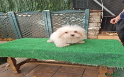 Maltipoo perros en venta: Maltipoo - Imagen 5