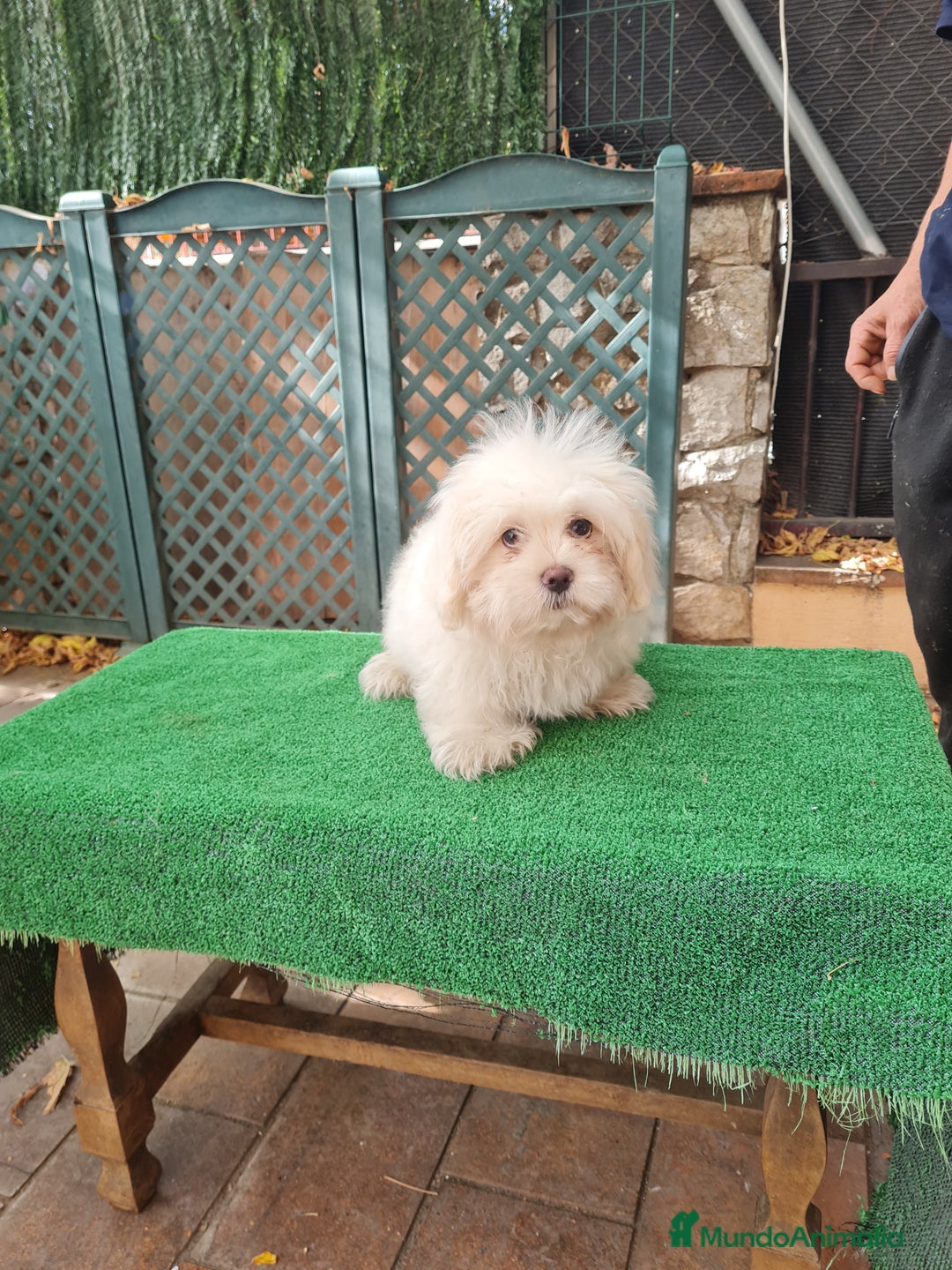 Maltipoo perros en venta: Maltipoo - Imagen 5