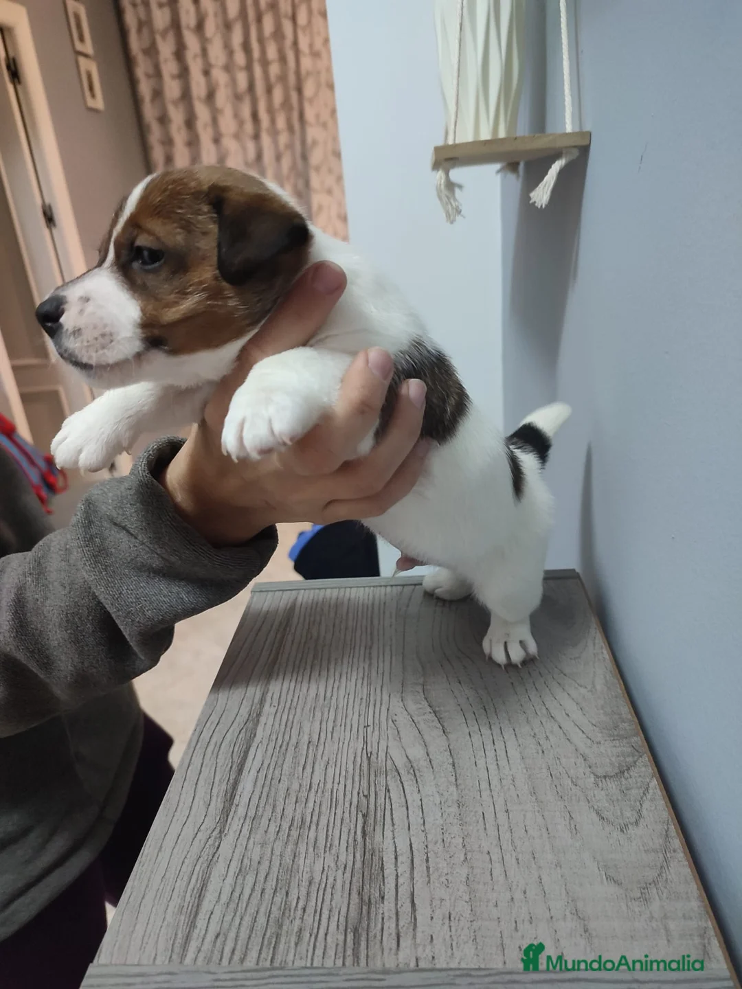 Jack Russell Terrier perros en venta: Jack Russell  - Anuncio 3