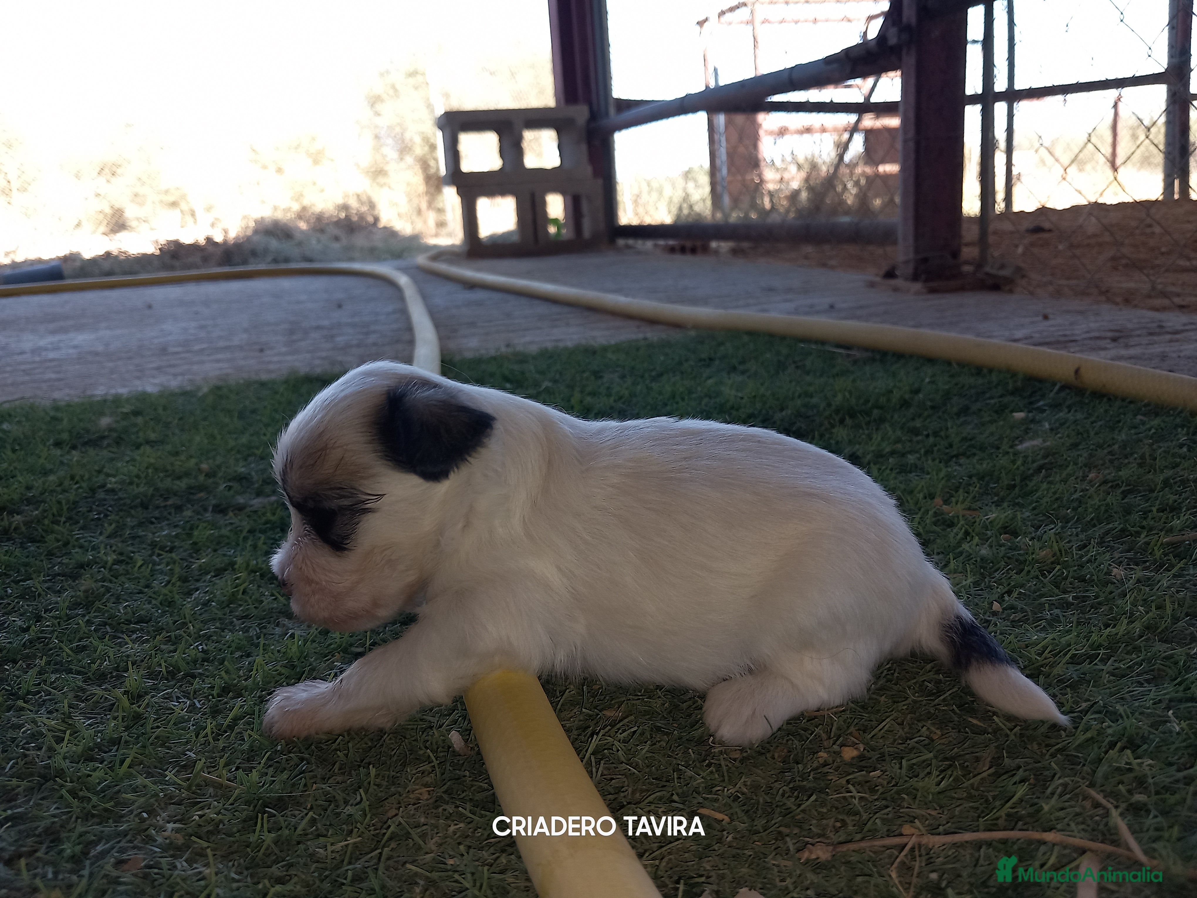 Perro Crestado Chino perros Crestados chinos. - Anuncio 3