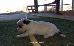 Perro Crestado Chino perros en venta: Crestados Cinos. - Imagen 2