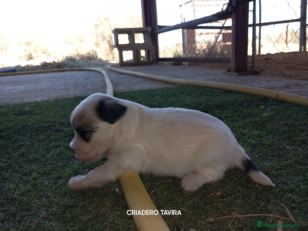 Perro Crestado Chino perros en venta: Crestados Chinos. - Anuncio 2