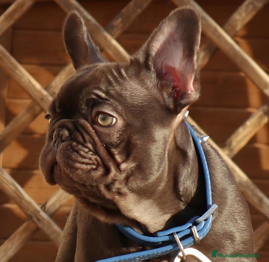 Imagen de galería {{count}}