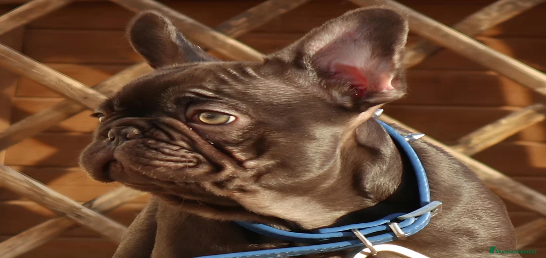 Imagen de galería {{count}}