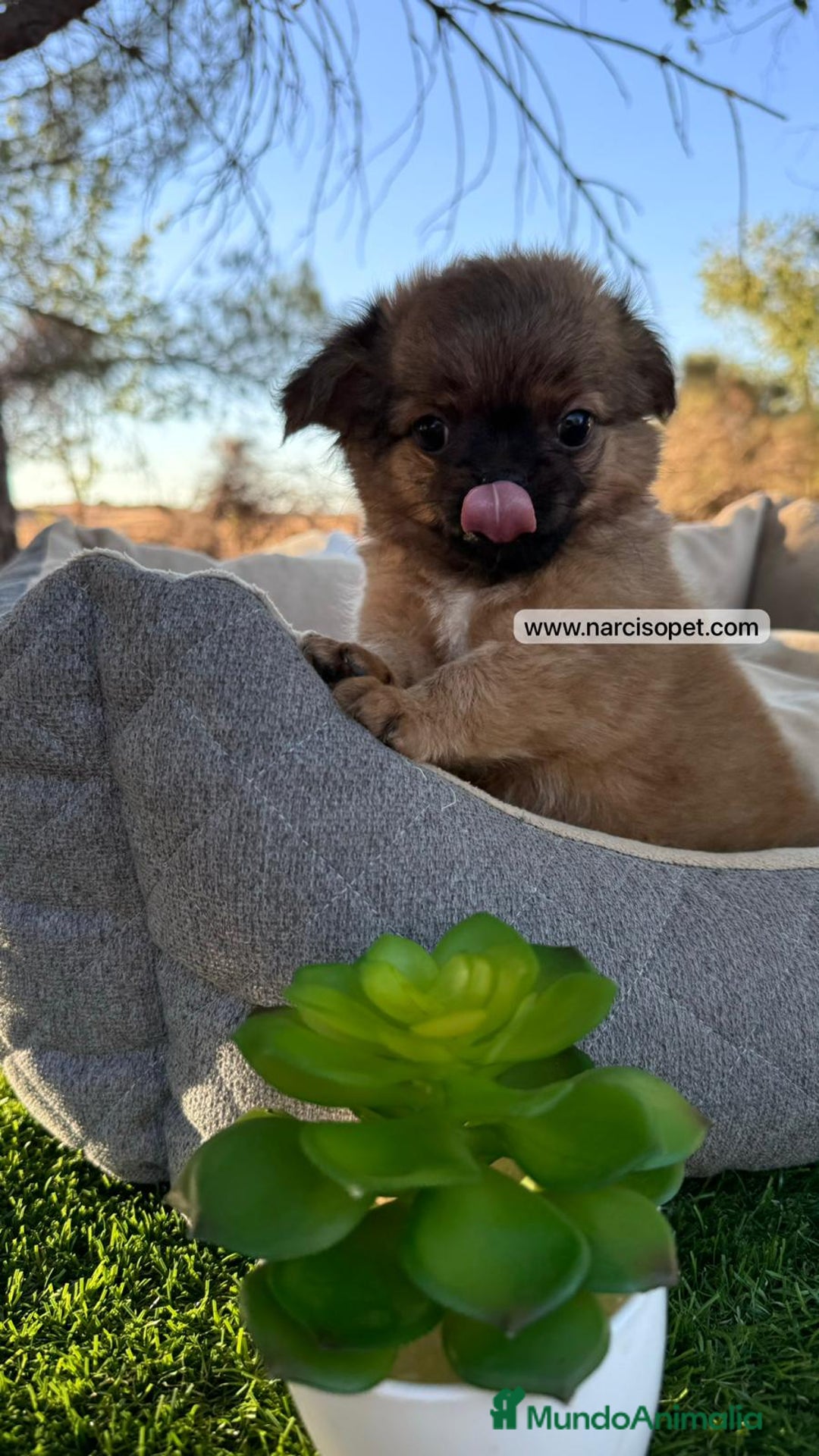 Chihuahua perros en venta: CHIHUAHUA PELO LARGO EN VENTA - Imagen 1