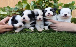 Raza Mixta perros en venta: Mini bordercollie ( borderpom) - Imagen 6
