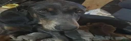Dobermann perros en venta: Dobermann - Anuncio 10