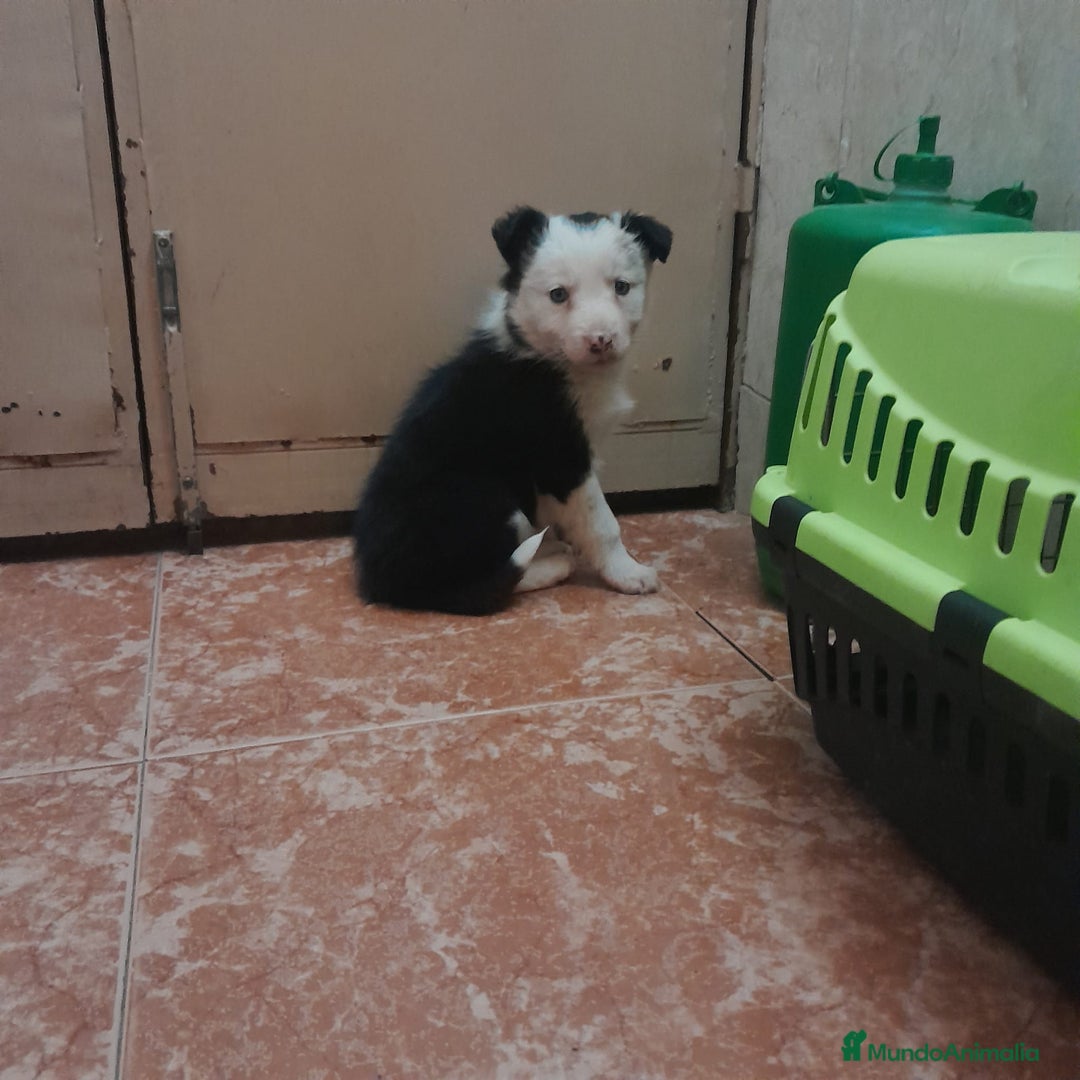 Border Collie perros en venta: BORDER COLLIE  - Anuncio 6