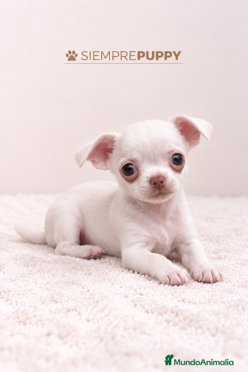 Chihuahua perros en venta: CHIHUAHUA MINI TOY - Anuncio 5